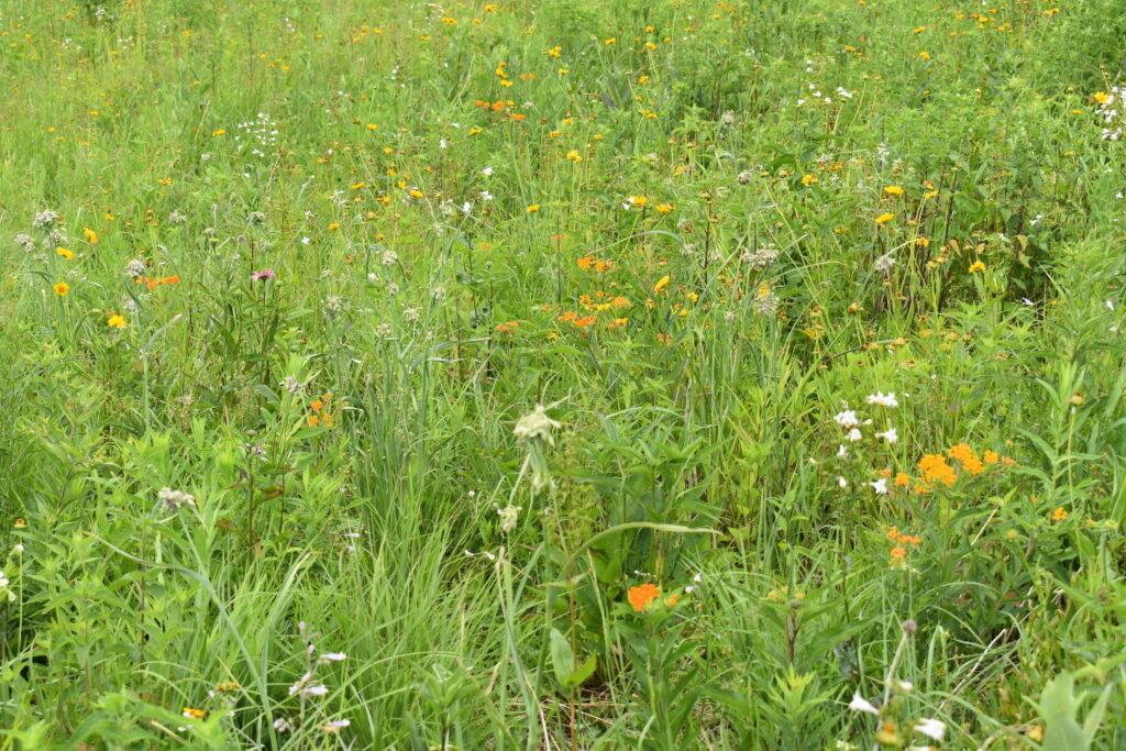 A dense green meadow with native wildflowers.