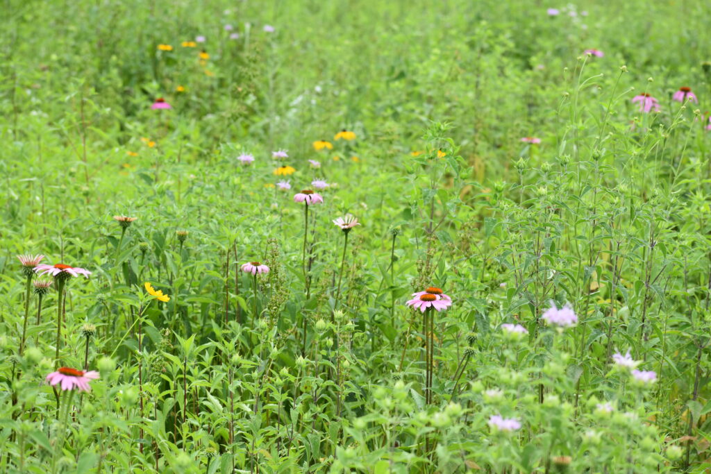 Early summer meadow in Central New York.