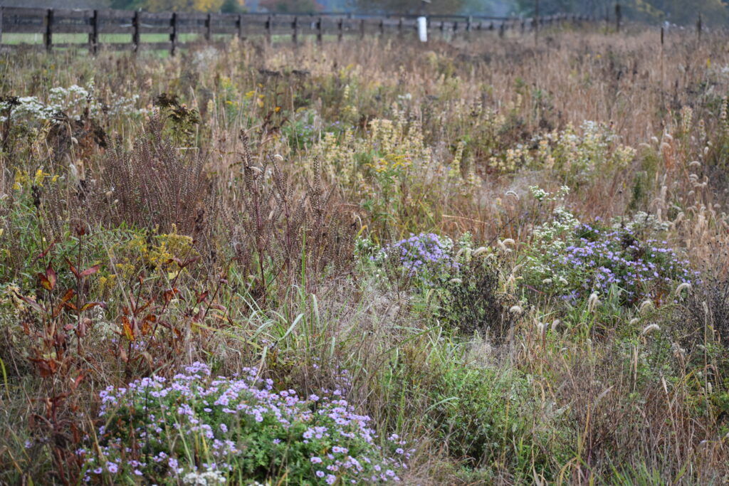 Fall meadow in Northern Virginia.