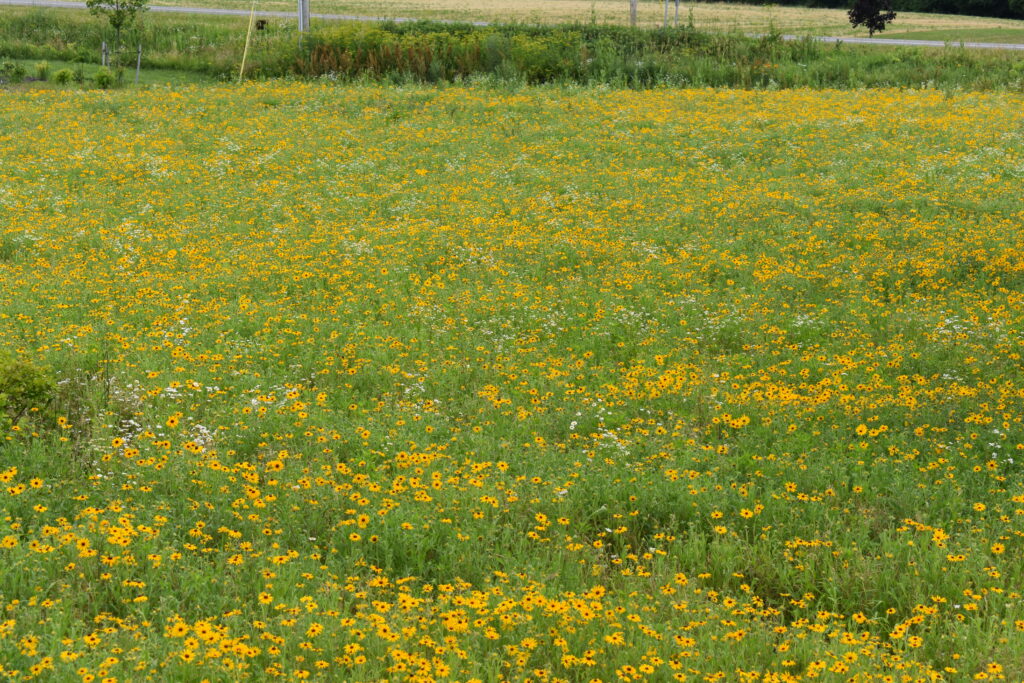 Mid-summer meadow in Central New York.