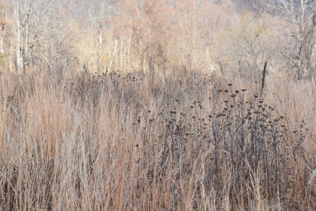 Winter meadow in Northern Virginia.