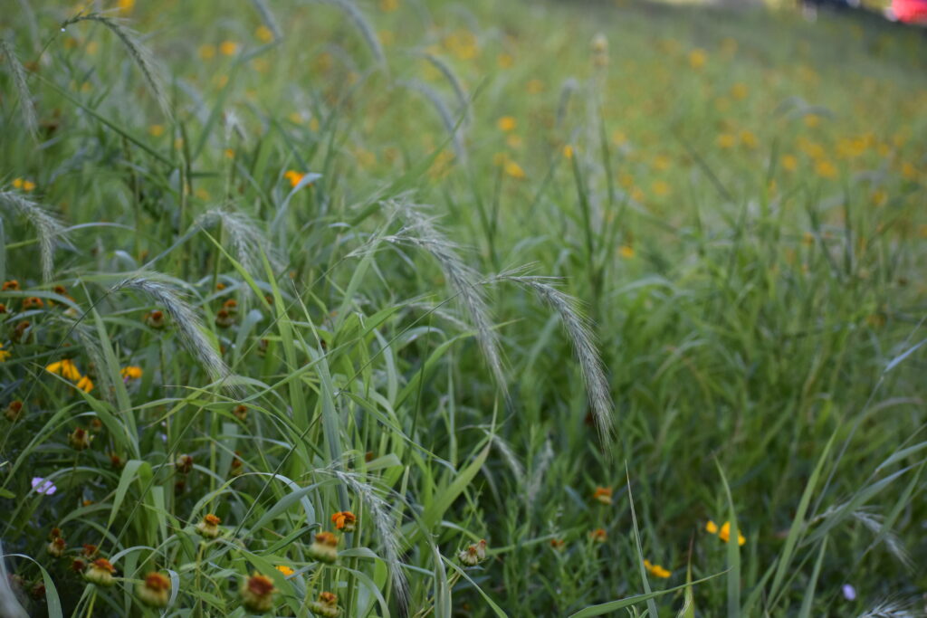 Meadow vegetation used for ecological consulting.