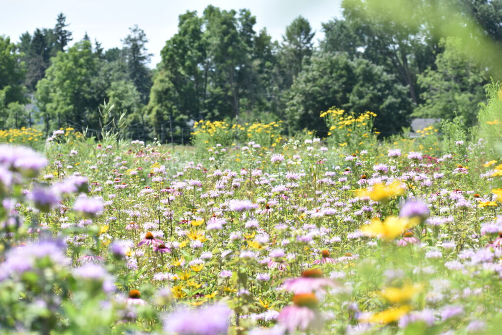 A colorful native meadow in full bloom.