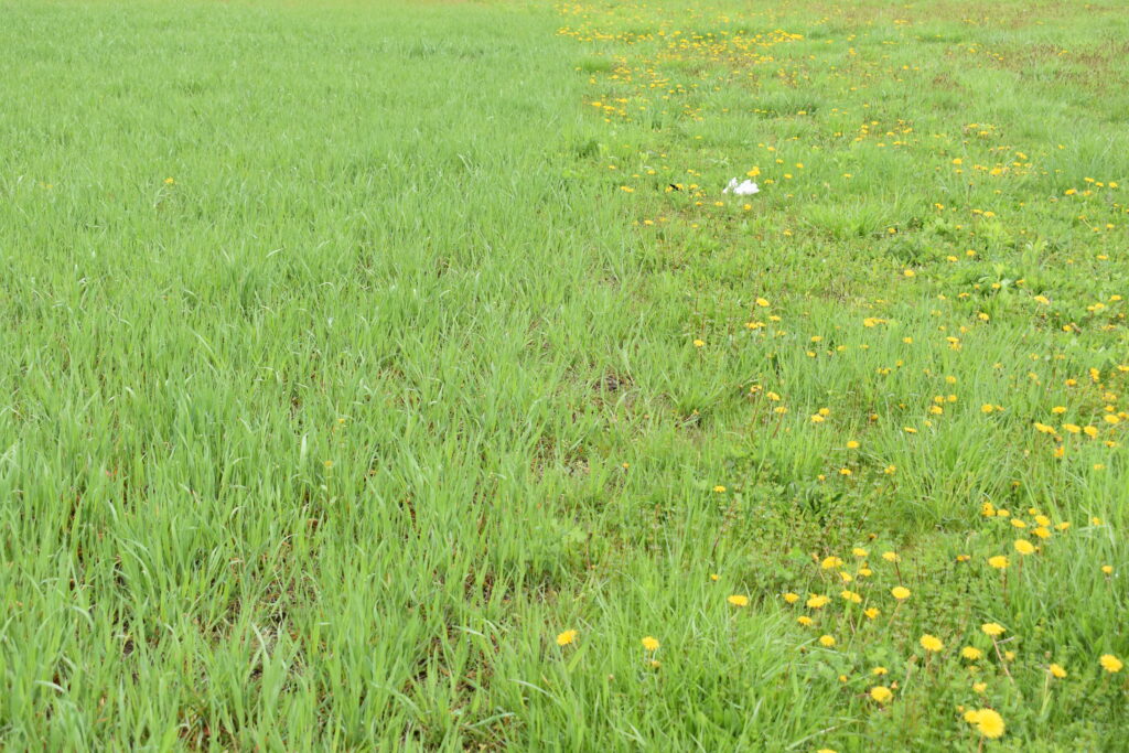 A meadow stewarded through establishment.
