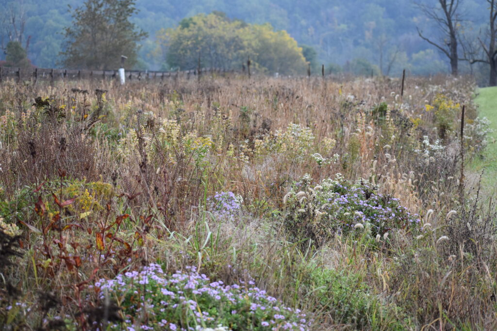 A meadow landscape viewed from a crossroads.